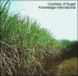 Плантации сахарного тростника